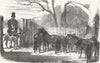 EGYPT. Shetland Ponies purchased for Pacha of 1850 old antique print picture