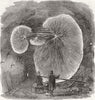 YORKS. Gt fungus, tunnel Doncaster 1858 old antique vintage print picture