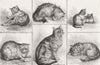 CATS. Manx; Persian; English; Thai; French-African 1871 old antique print
