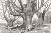 BUCKS. Burnham Beeches 1879 old antique vintage print picture