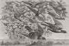 LONDON. Flight of pigeons from Crystal Palace 1871 old antique print picture