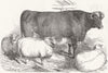 ANIMALS. Leicester, South down Wether; Short-Horn Ox 1849 old antique print