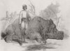 INDIA. Rhinoceros, Rundheer Singh's camp 1852 old antique print picture
