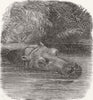 ANIMALS. London Zoo. Hippo, Gdns of Regent's Park 1850 old antique print