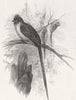 BIRDS. London Zoo. African Chestnut-backed Coly 1876 old antique print picture