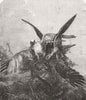 BIRDS. Gerfalcons striking a kite 1856 old antique vintage print picture