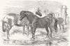 HORSES. Ponies-Prize Reed; - 1853 old antique vintage print picture