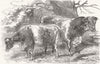 COWS. Herefords-Prize Smith; -Lord Berners 1853 old antique print picture