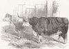 COWS. Smithfield. Heifer, Hereford ox 1848 old antique vintage print picture