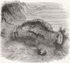 FISH. Sea-Cucumber 1855 old antique vintage print picture