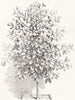 FRUIT. Mangosteen(Garcinia Mangostana) 1855 old antique vintage print picture