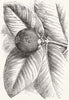 LONDON. Fruit of Mangosteen, Sion House 1855 old antique vintage print picture