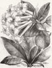 FLOWERS. Jasmine-flower Rhododendron 1855 old antique vintage print picture