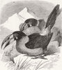 GREY-BREASTED HILL-TOUCAN. Andigena Hypo-Glaucus 1855 old antique print