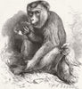 INDIA. Andaman monkey smoking pipe 1869 old antique vintage print picture