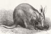 ANIMALS. The Cape ant-eater 1869 old antique vintage print picture