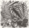 LONDON. Flowers, from Almanack for 1856 1855 old antique vintage print picture