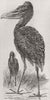 BIRDS. Egyptian stork 1860 old antique vintage print picture