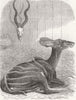 ANIMALS. New arrivals at the. Koodoo 1868 old antique vintage print picture