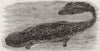 ANIMALS. Japanese salamander 1860 old antique vintage print picture