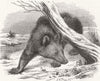GEORGIA. Circassian bear 1855 old antique vintage print picture