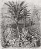 BOTANICAL. Garden of planter's House 1860 old antique vintage print picture