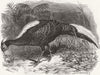 BIRDS. Swinhoe's Pheasant 1865 old antique vintage print picture