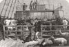 LONDON. Foreign cows Batavier & Rotterdam ship 1865 old antique print picture