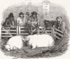 PIGS. Fat pigs 1848 old antique vintage print picture