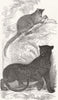 ANIMALS. Tree Kangaroo & Black Leopard 1848 old antique vintage print picture