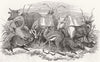 ANIMALS. Foreign imported for Earl of Derby 1848 old antique print picture