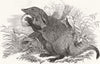 ANIMALS. Elliott's Mungous, or Egg-breaker  1848 old antique print picture