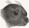 ANIMALS. Head of the sea lioness 1848 old antique vintage print picture