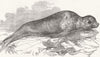 ANIMALS. The sea lioness 1848 old antique vintage print picture