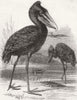 SUDAN. Balaeniceps Rex, or stork of white Nile 1860 old antique print picture