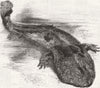 JAPAN. Gt Salamander of(Sieboldia Maxima) 1860 antique print picture