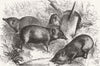 INDIA. Pigmy Hogs from India 1882 old antique vintage print picture