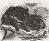 TASMANIAN DEVIL. Ursine Dasyure(Dasyurus Ursinus) 1861 old antique print