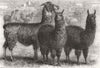 NSW. Ledger's Alpacas & Llamas, Sophienburg, Atkinson 1861 old antique print