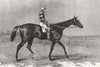 BERKS. Lecturer, winner of Ascot cup 1867 old antique vintage print picture
