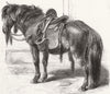 HORSES. Japanese horse 1861 old antique vintage print picture