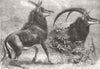 ANTELOPES. Sable antelope from South Africa 1861 old antique print picture