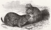 ANIMALS. Prairie dogs 1860 old antique vintage print picture