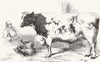 OXEN. Prize shorthorn, Smithfield 1857 old antique vintage print picture