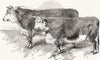 WILTS. Salisbury. Hereford cows 1857 old antique vintage print picture
