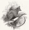 ANIMALS. Galago 1845 old antique vintage print picture
