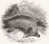 ANIMALS. Australian ant-eater 1845 old antique vintage print picture