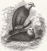 BIRDS. White headed eagles 1845 old antique vintage print picture