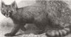 ANIMALS. The Ailurus Fulgens 1869 old antique vintage print picture