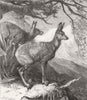 DEER. The musk deer 1869 old antique vintage print picture